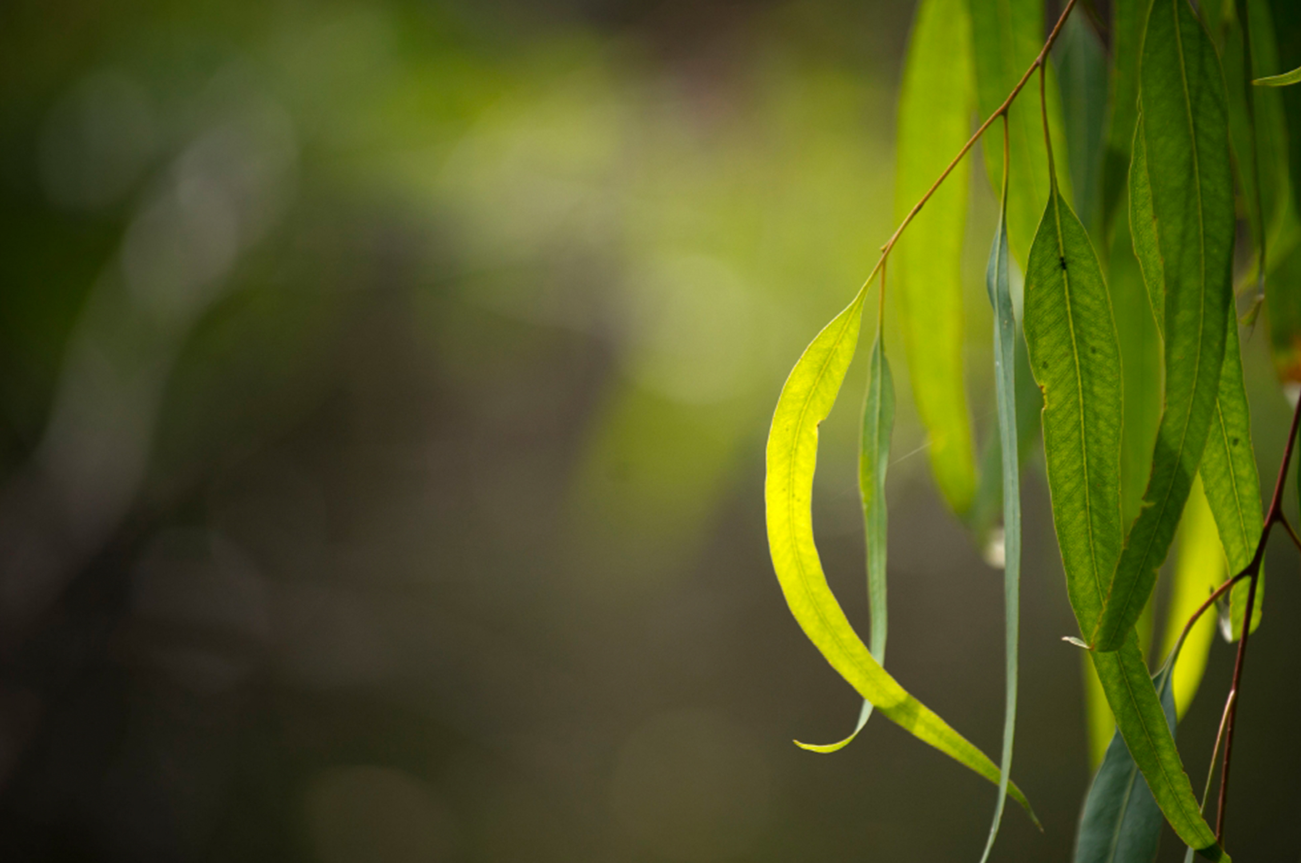 La Trobe Nangak Tamboree project
