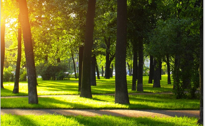 Tree retention for urban cooling