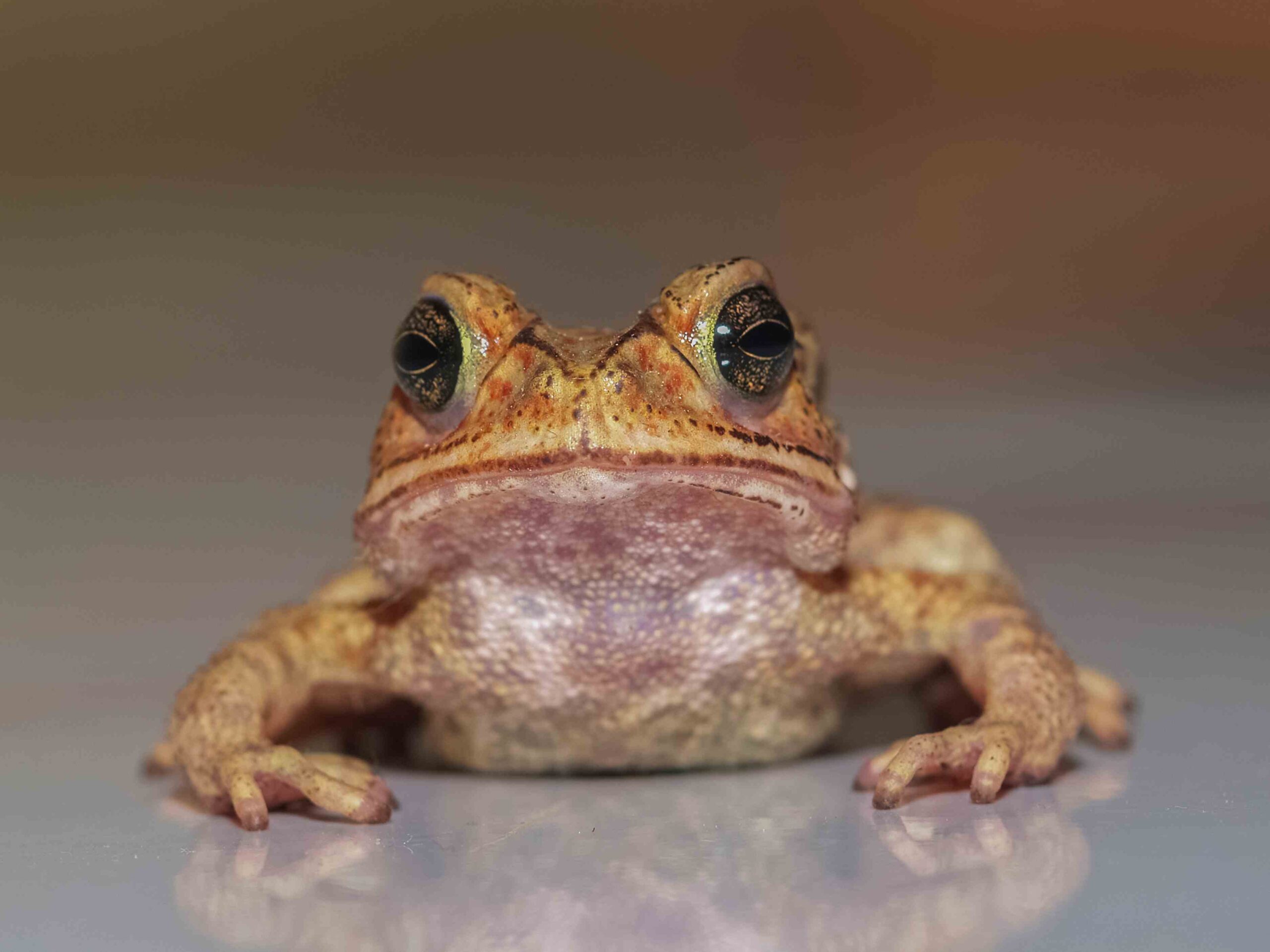 Key Ecosystem Functions and their Environmental Water Requirements